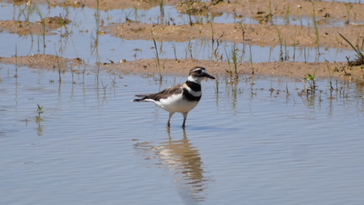 Killdeer - ML338324541