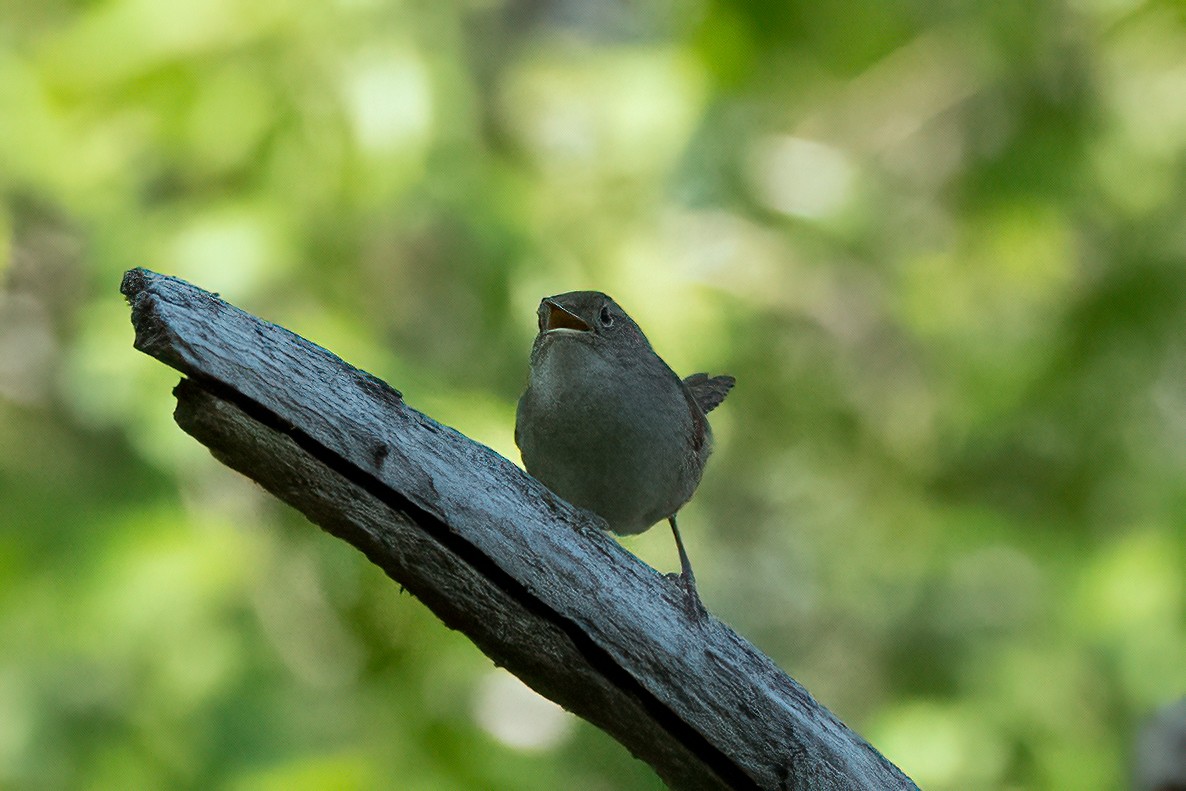 Northern House Wren - ML338326671