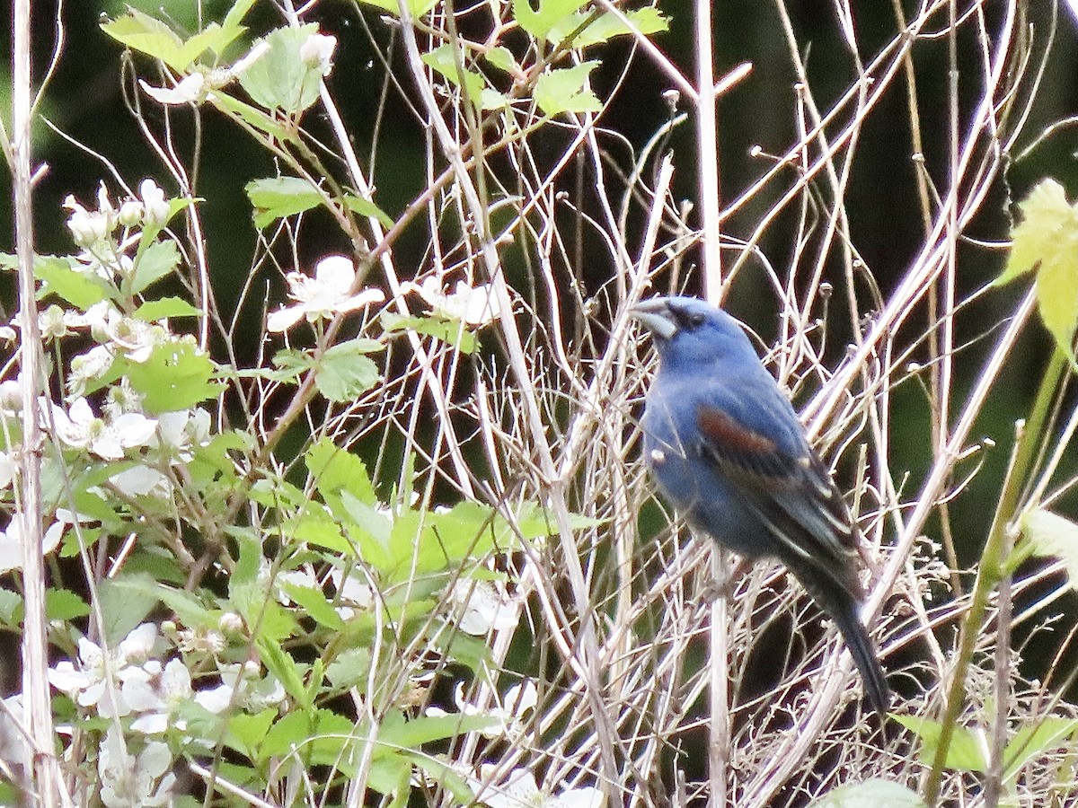 Blue Grosbeak - ML338326811