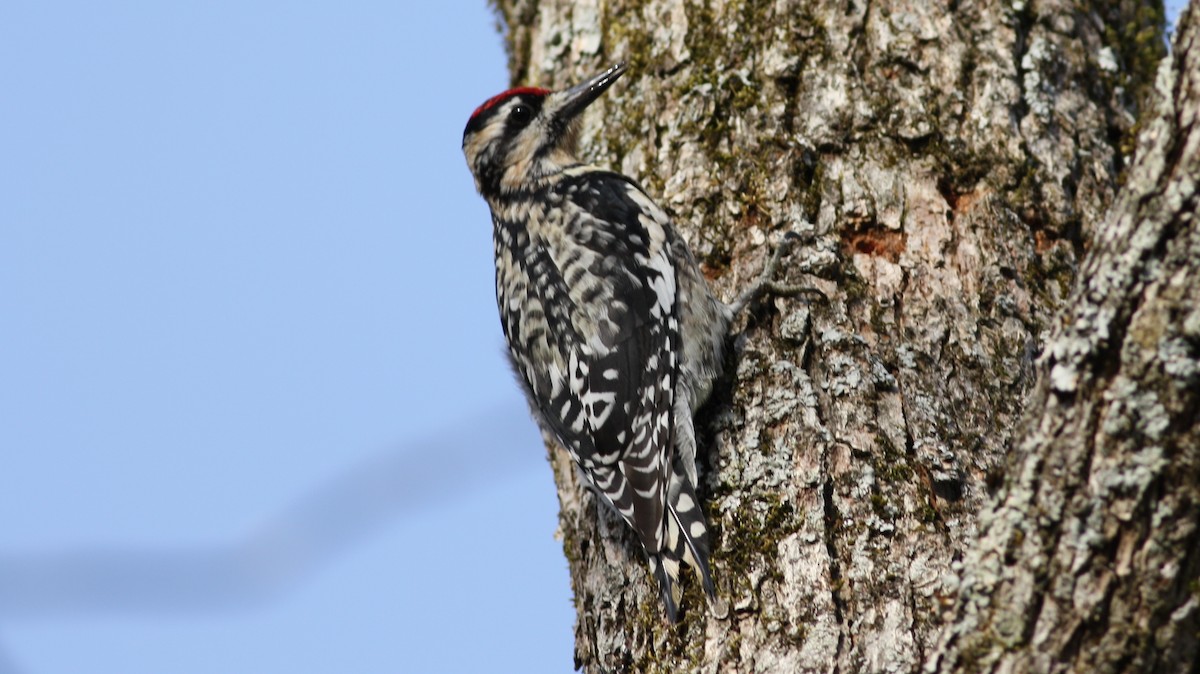 Yellow-bellied Sapsucker - ML33832701