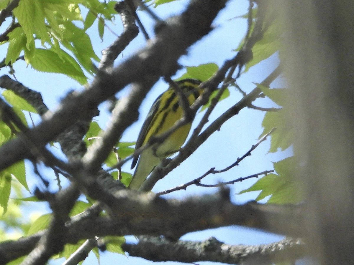 Magnolia Warbler - ML338327491