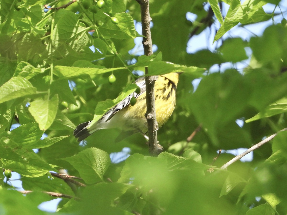 Magnolia Warbler - ML338327521