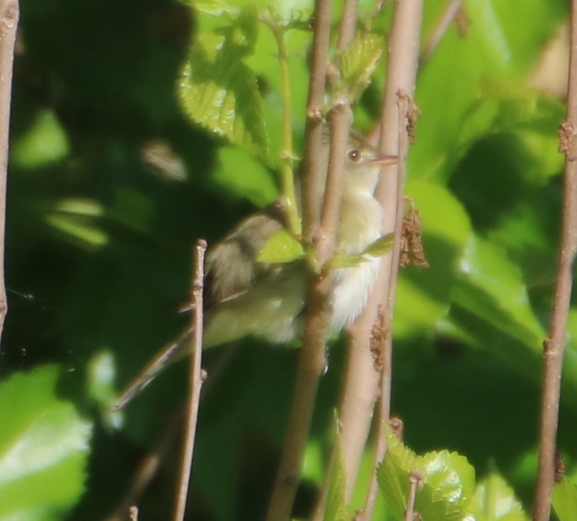 Least Flycatcher - ML338327671