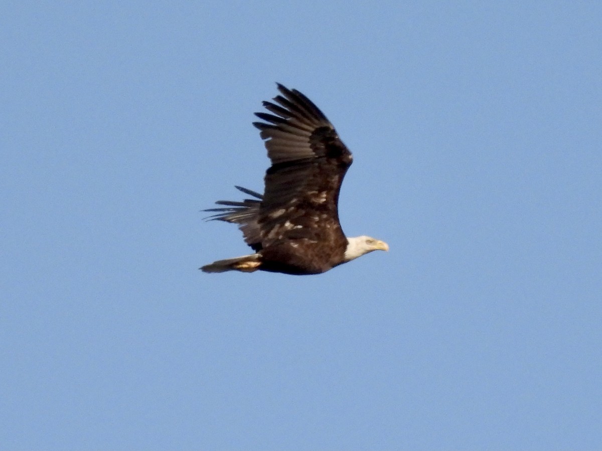 Weißkopf-Seeadler - ML338327711