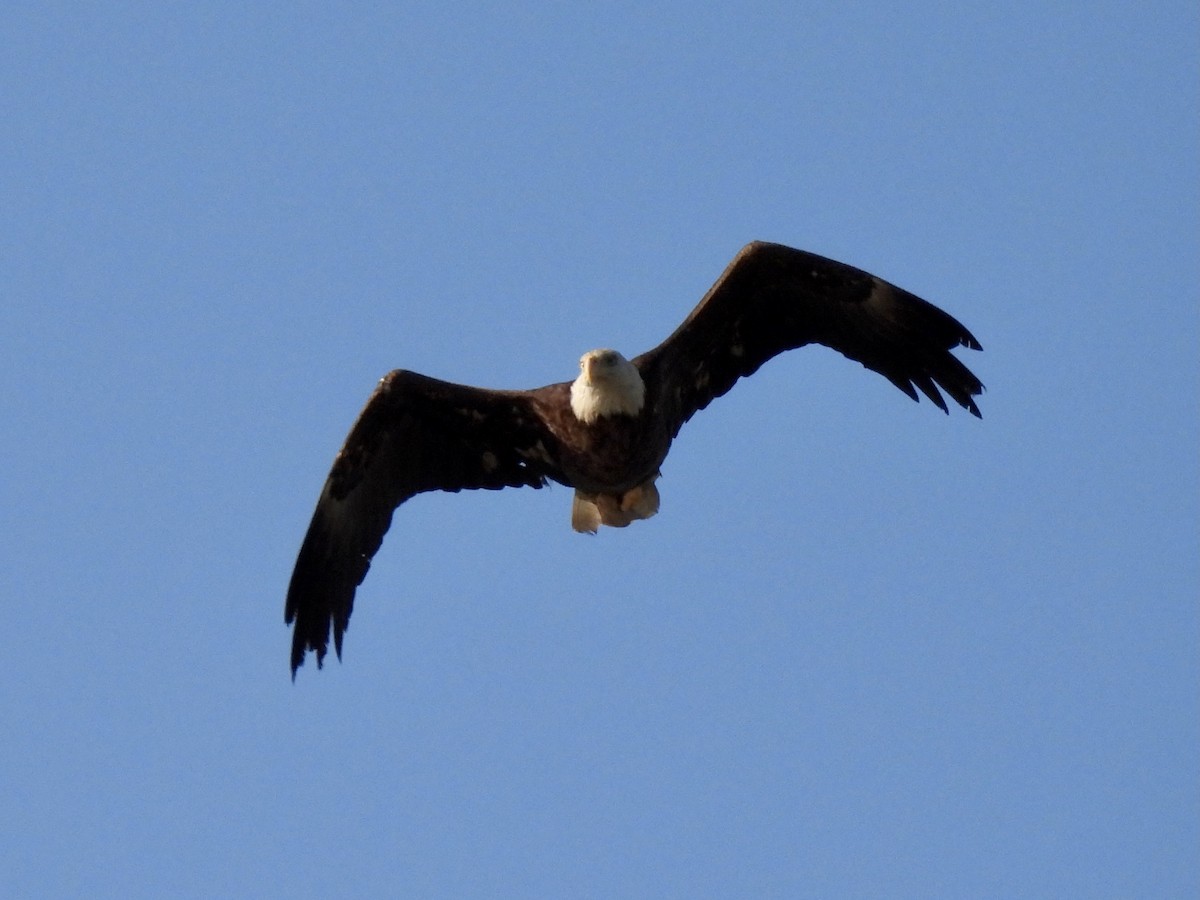 Bald Eagle - ML338327731