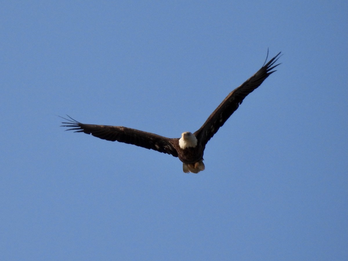 Weißkopf-Seeadler - ML338327741