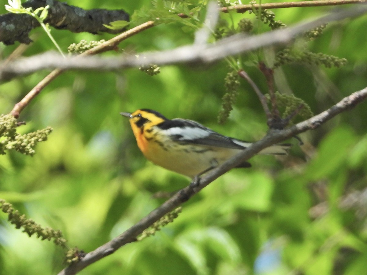 Blackburnian Warbler - ML338327771