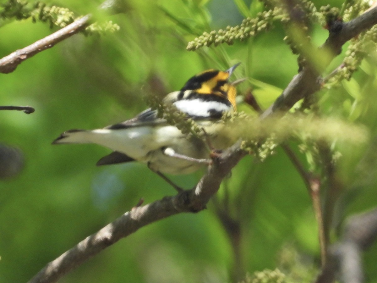 Blackburnian Warbler - ML338327781