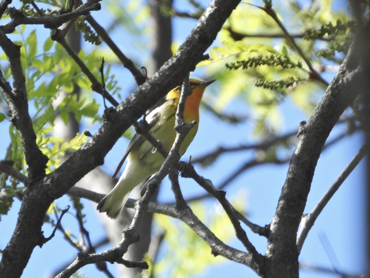 Blackburnian Warbler - ML338327821