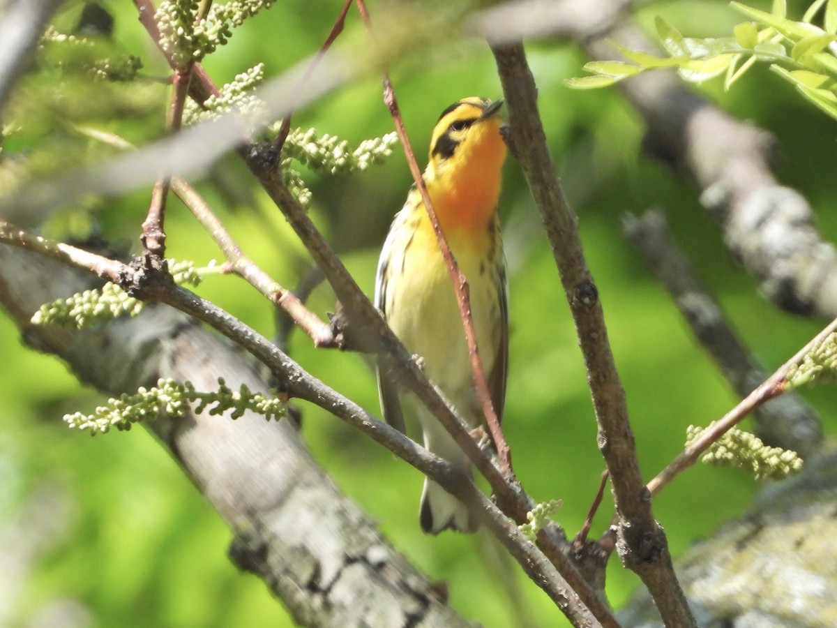 Blackburnian Warbler - ML338327841