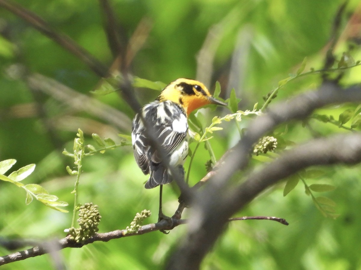 Blackburnian Warbler - ML338327851