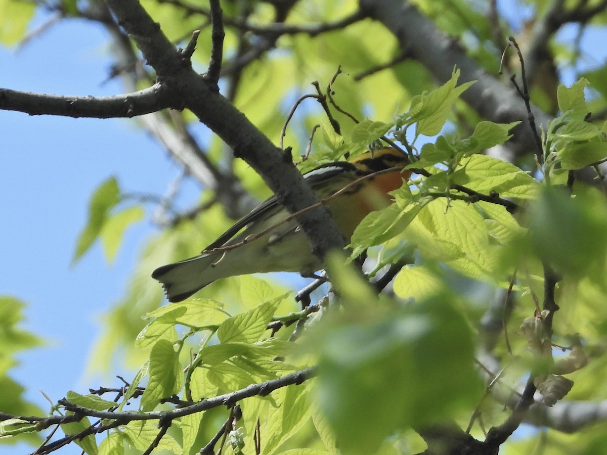 Blackburnian Warbler - ML338327871