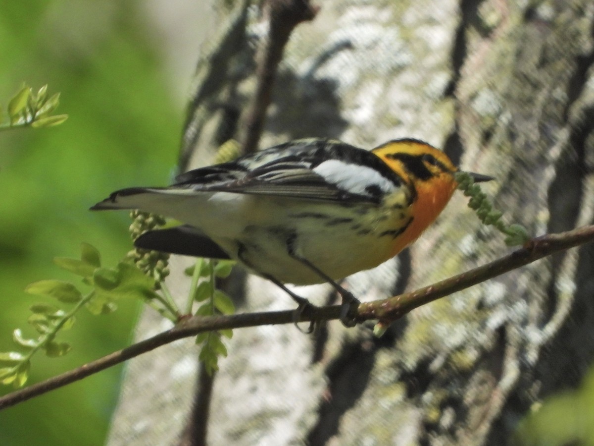 Blackburnian Warbler - ML338327881