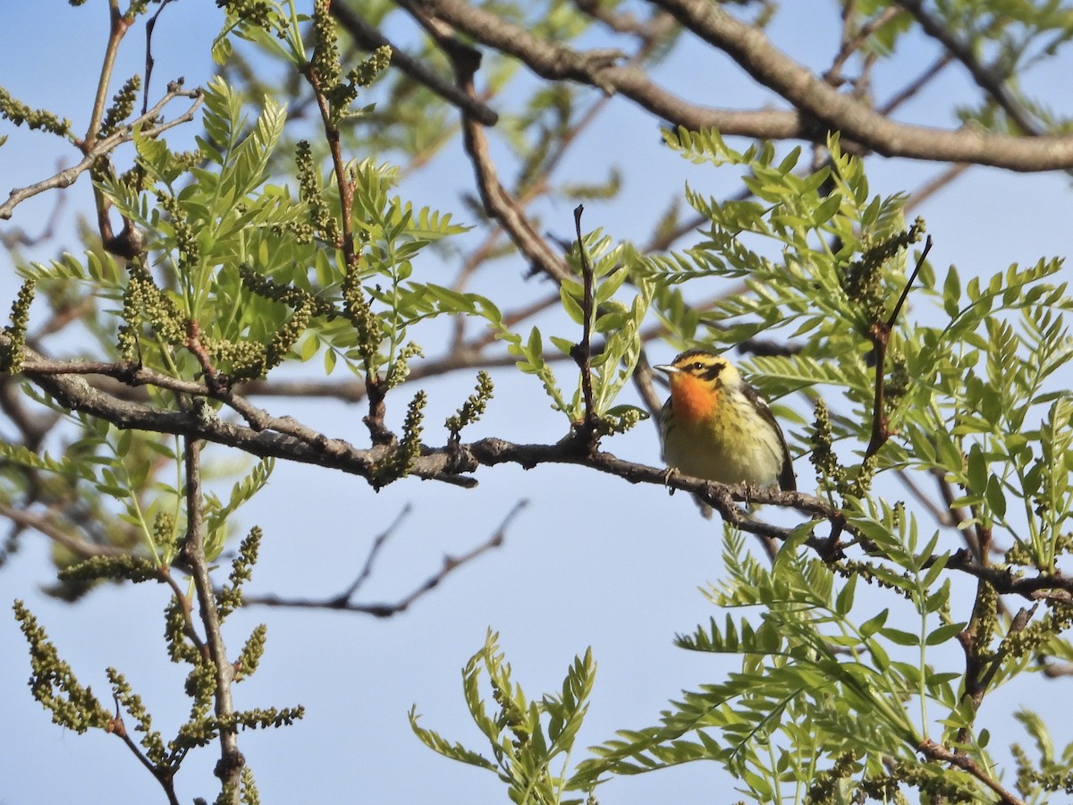 Blackburnian Warbler - ML338327931