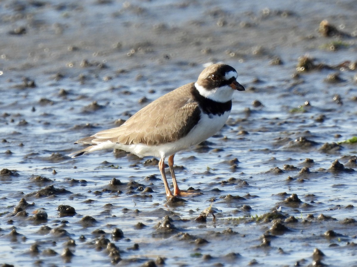 Semipalmated Plover - ML338328111