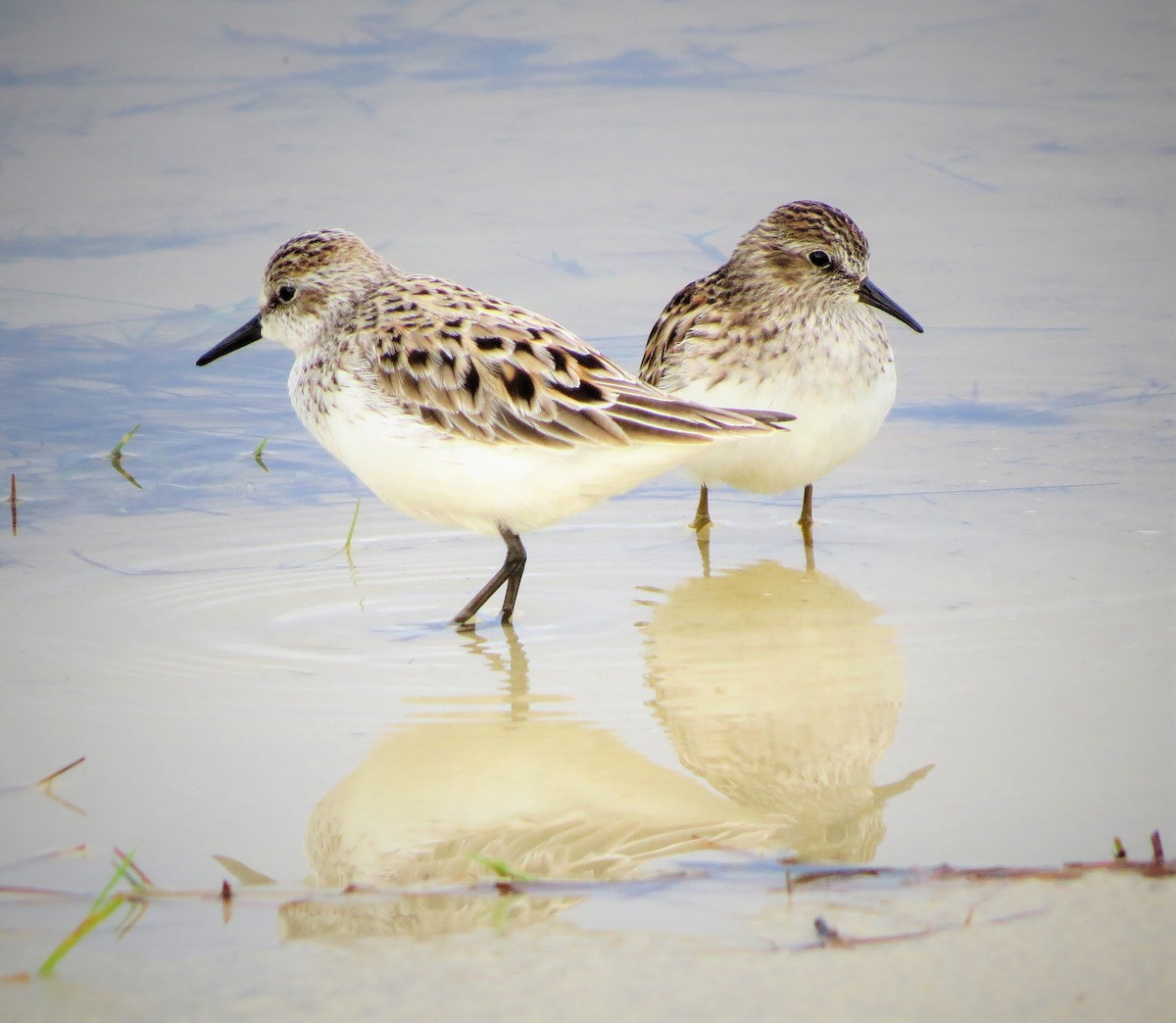 shorebird sp. - Brian Johnston