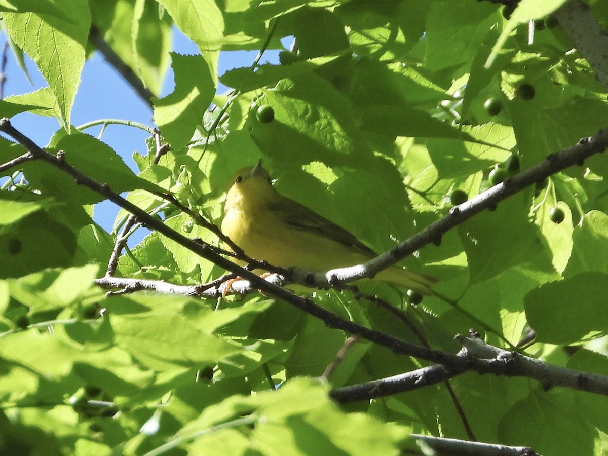 Yellow Warbler - ML338328341