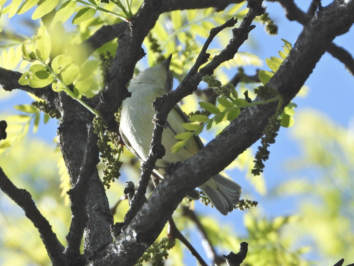 Chestnut-sided Warbler - ML338328651