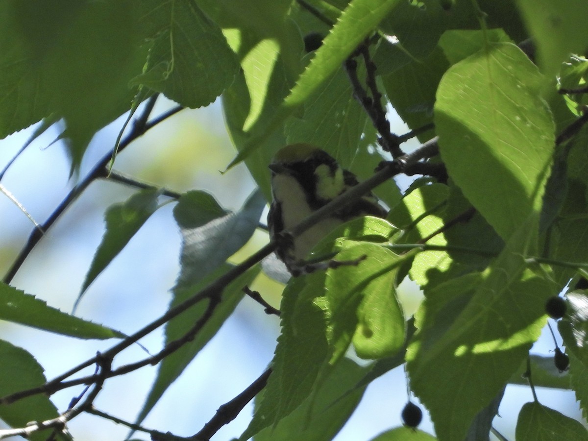 Chestnut-sided Warbler - ML338328661