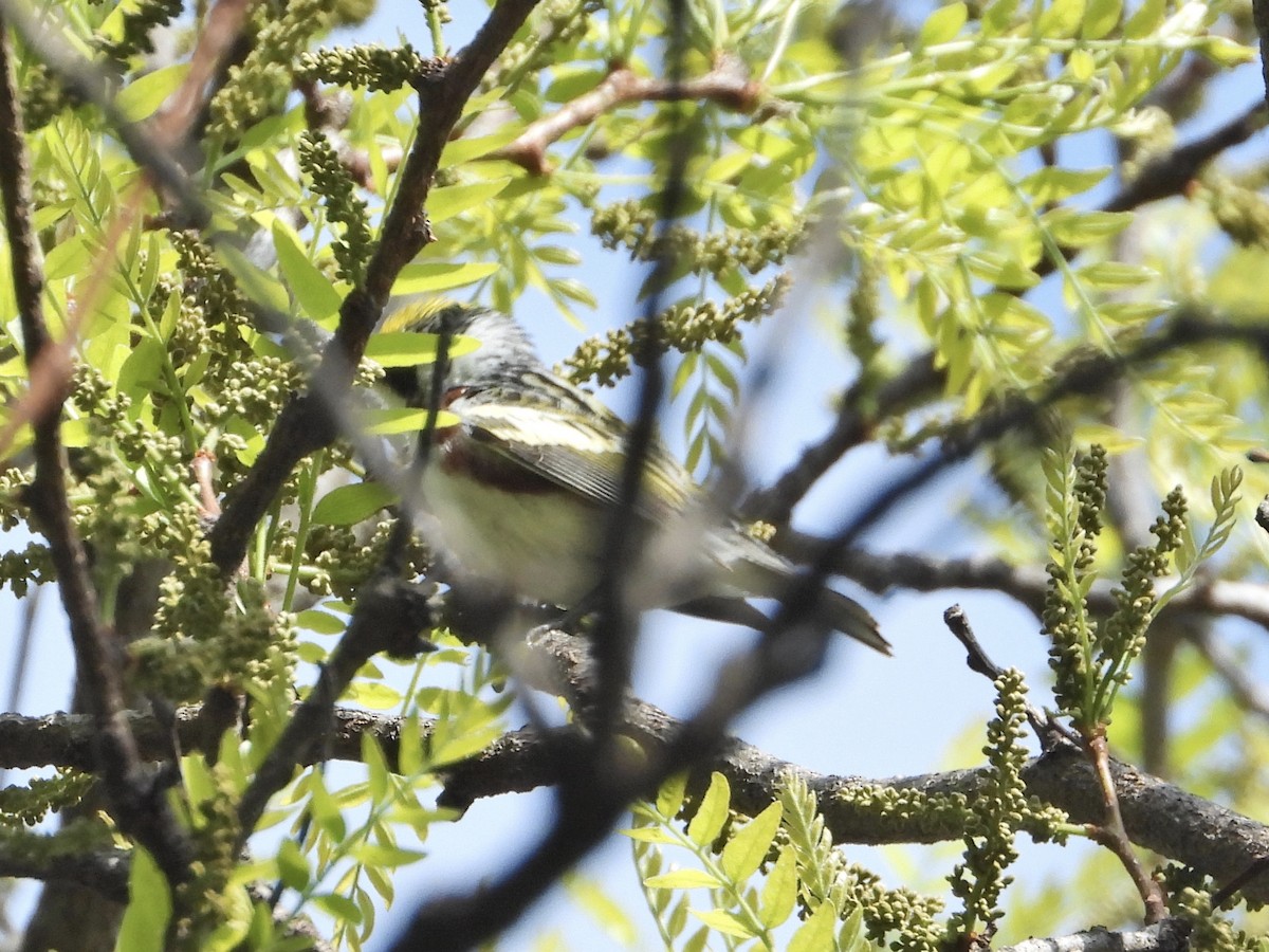 Chestnut-sided Warbler - ML338328671