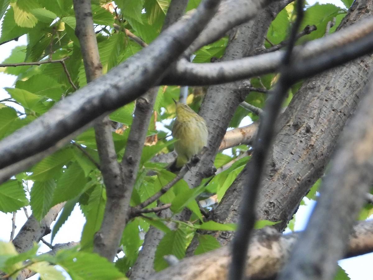 Palm Warbler - ML338328891