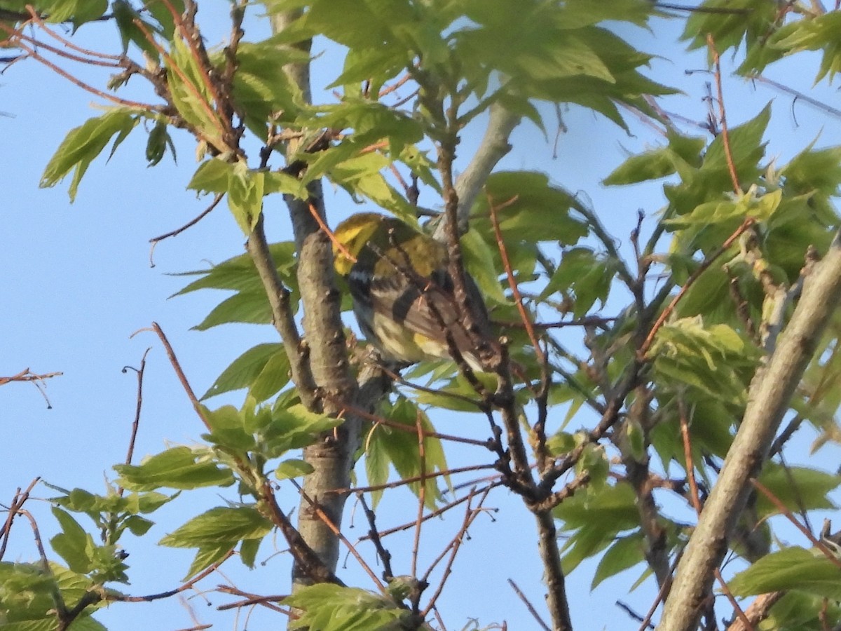 Black-throated Green Warbler - ML338329311