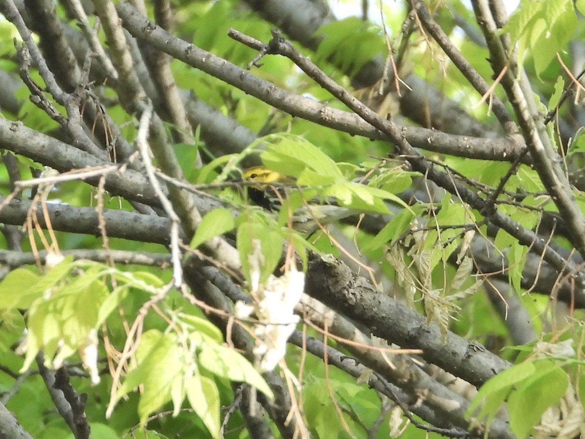 Black-throated Green Warbler - ML338329331