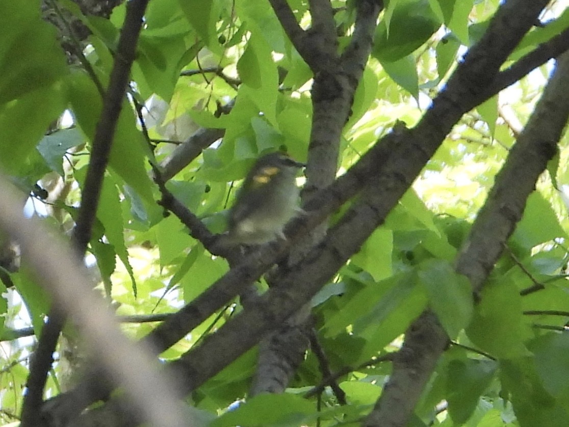 new world warbler sp. - ML338329631