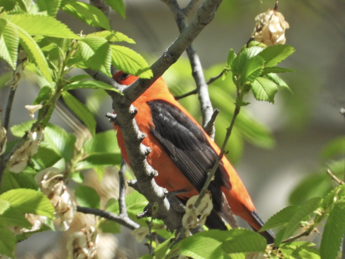 Scarlet Tanager - ML338329751