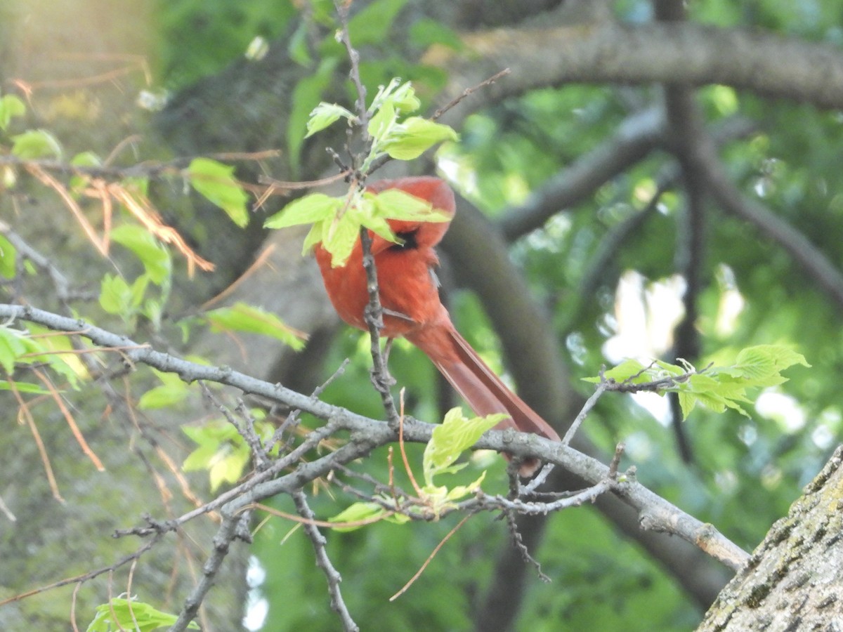 Northern Cardinal - ML338329921