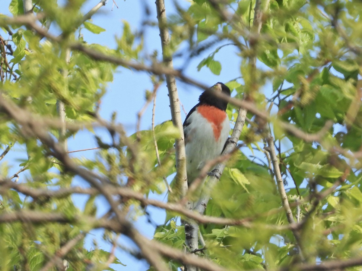 Rose-breasted Grosbeak - ML338330051