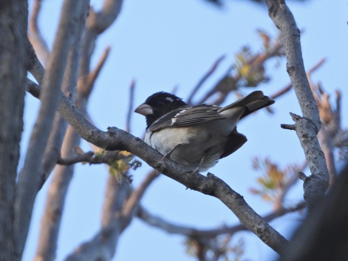Rose-breasted Grosbeak - ML338330061