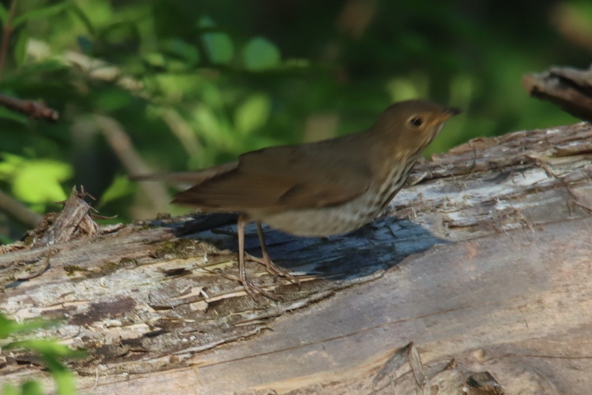 Swainson's Thrush - ML338330711