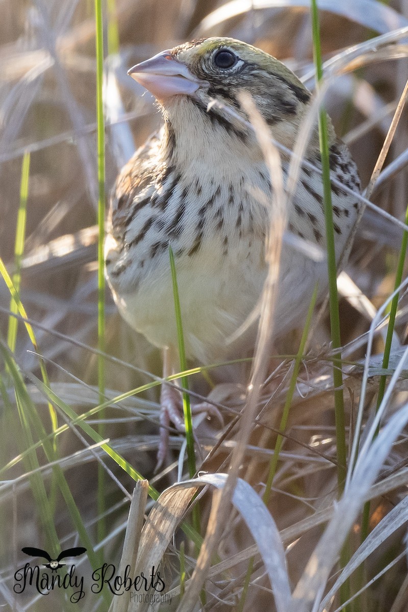 Henslow's Sparrow - ML338331341