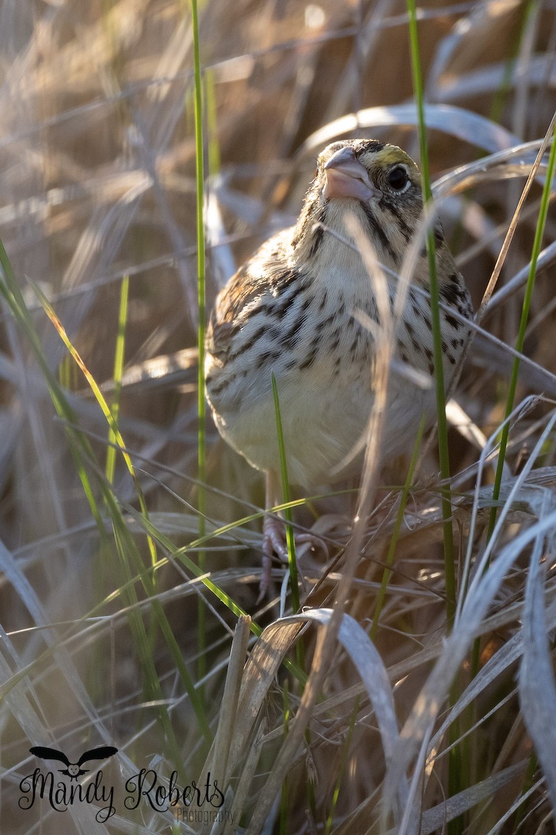 Henslow's Sparrow - ML338331351