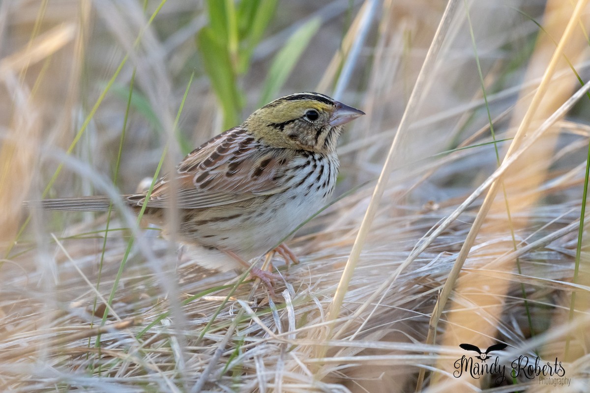 Henslow's Sparrow - ML338331521