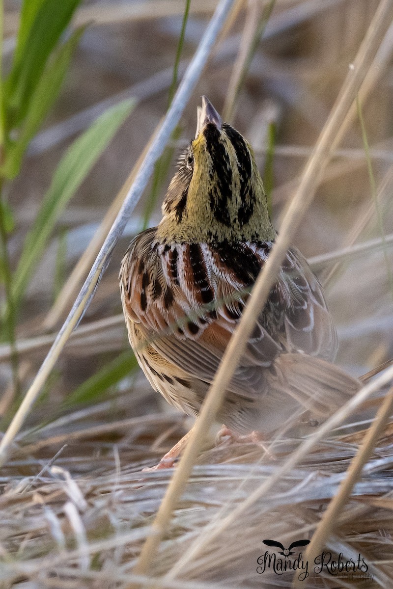 Henslow's Sparrow - ML338331531
