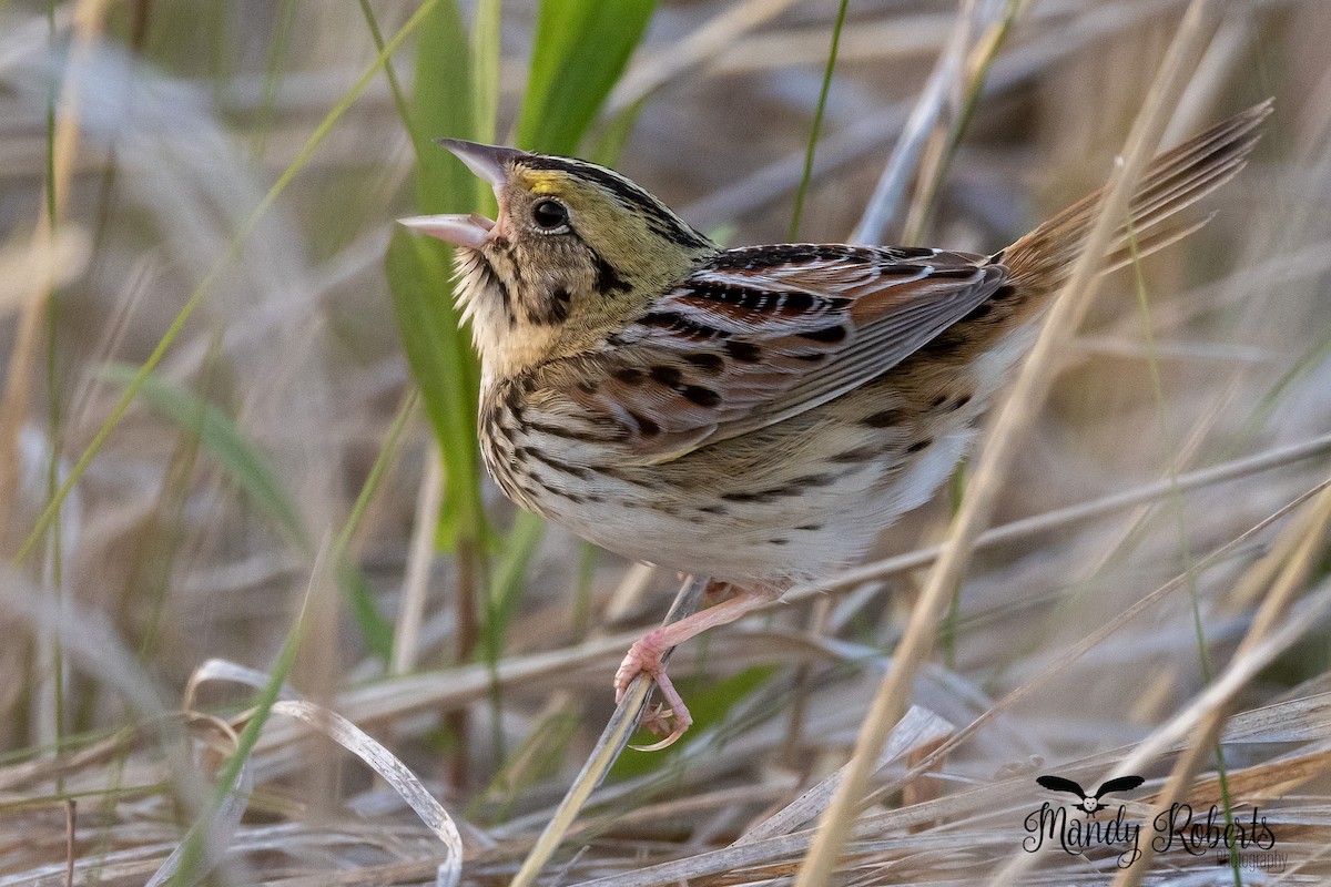 Henslow's Sparrow - ML338331601