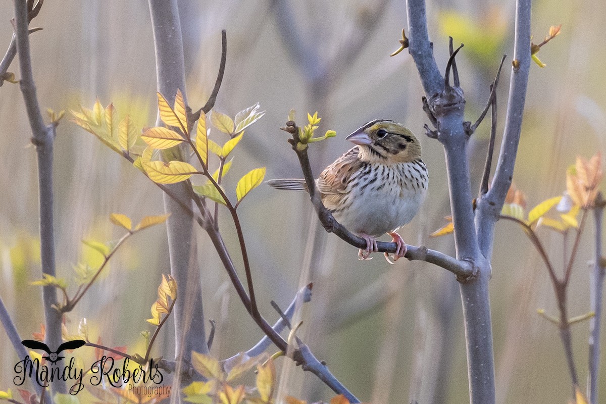 Henslow's Sparrow - ML338331671
