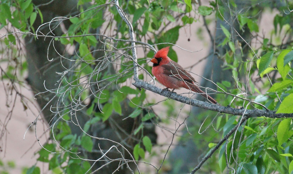 Northern Cardinal - ML338331801