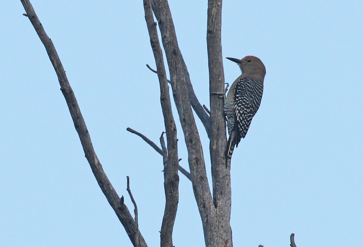 Gila Woodpecker - ML338332041