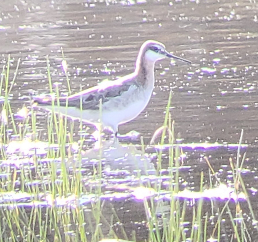 lyskonoh dlouhozobý - ML338332311