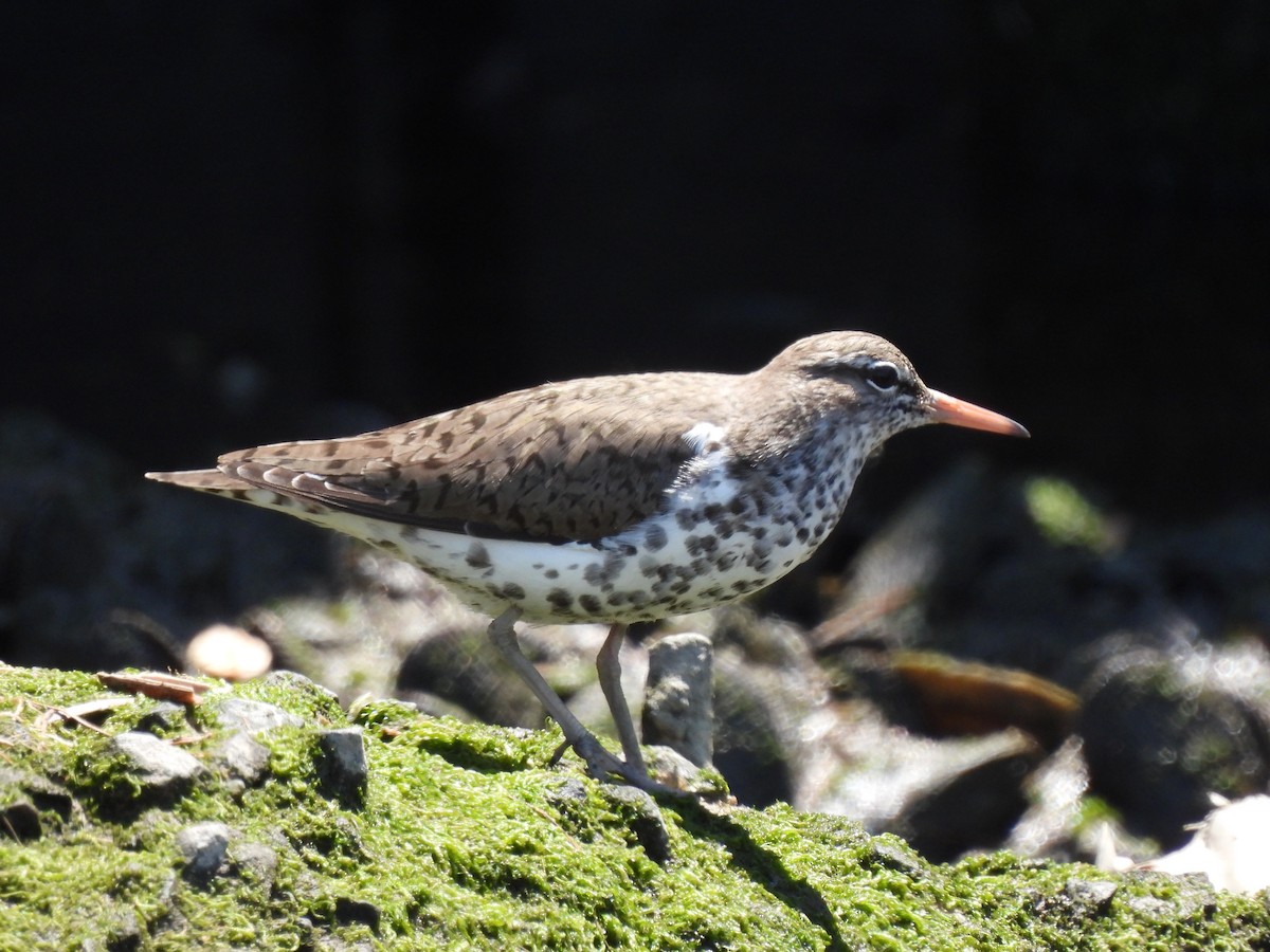 Spotted Sandpiper - ML338332761