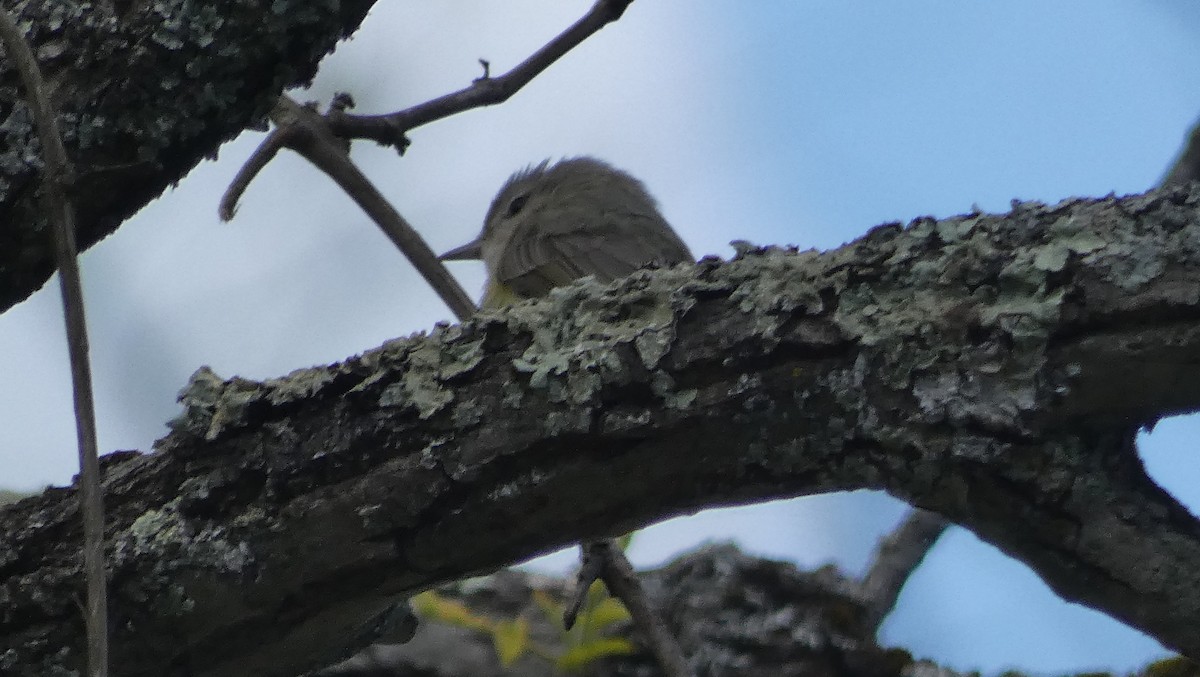 Warbling Vireo - ML338332831