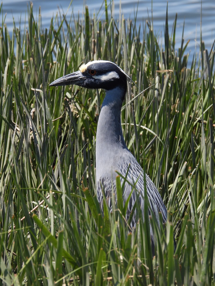 Yellow-crowned Night Heron - Caroline Quinn