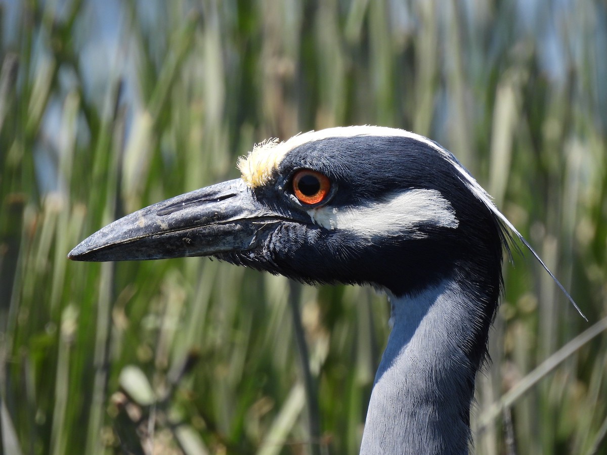 Yellow-crowned Night Heron - ML338333131