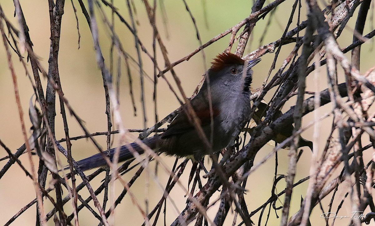 Spix's Spinetail - Diego Trillo