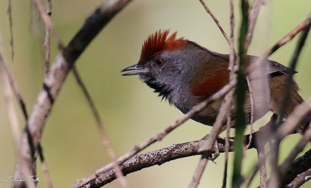 Spix's Spinetail - Diego Trillo