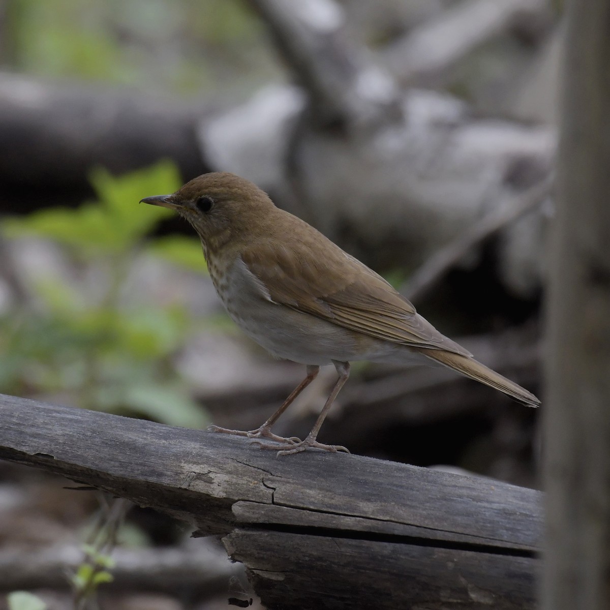 Veery - Christine Pelletier et (Claude St-Pierre , photos)