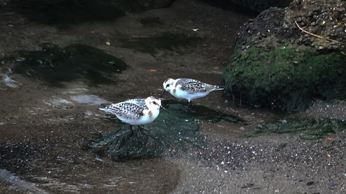 Sanderling - Shyla Luna